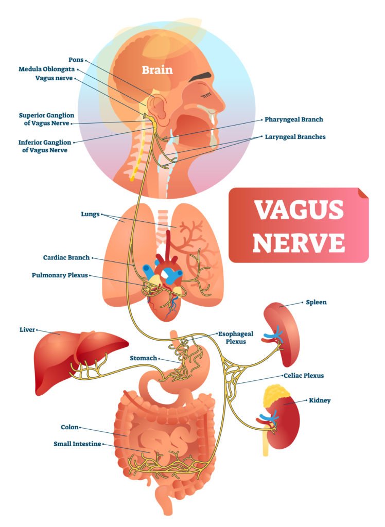 Six Tips for Stress Reduction: Exercising Your Vagus Nerve to Heal