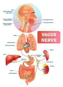 how to stimulate the vagus nerve