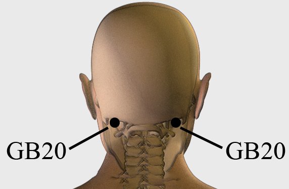 Diagram showing GB20 acupressure points at the base of the skull where the neck muscles meet, often pressed to reduce vertigo, headaches, and neck tension.